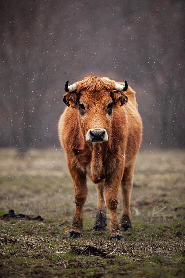 Animal Photograph - Cow in the snow by Ruben Vicente