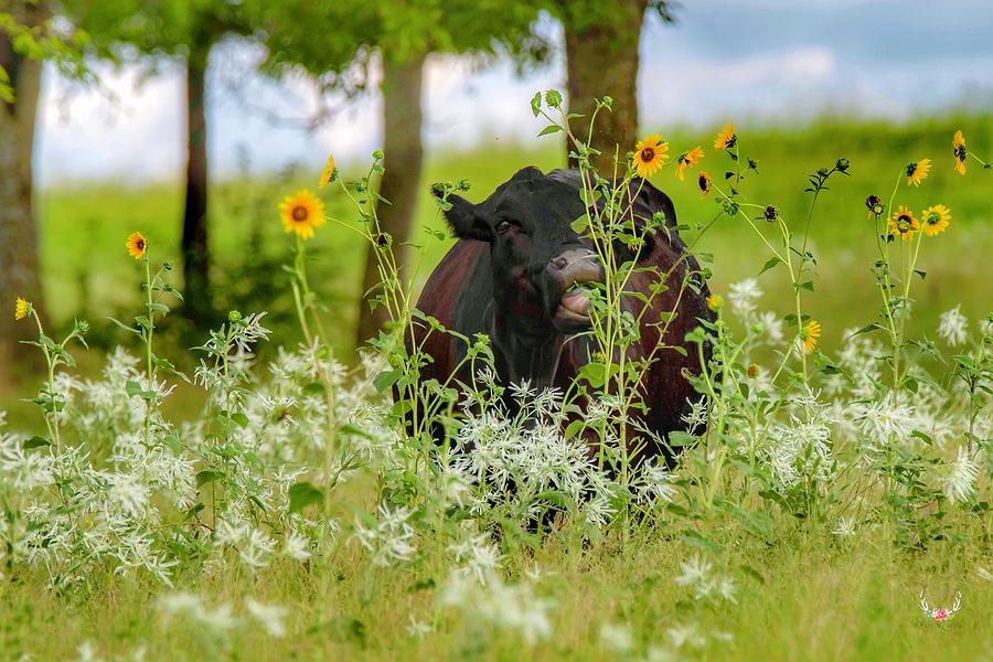 Cow in Wildflowers Photograph by Pam Rendall