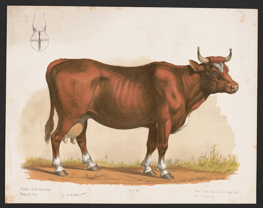 Toulouse Painting - Cow  LCCN by MotionAge Designs