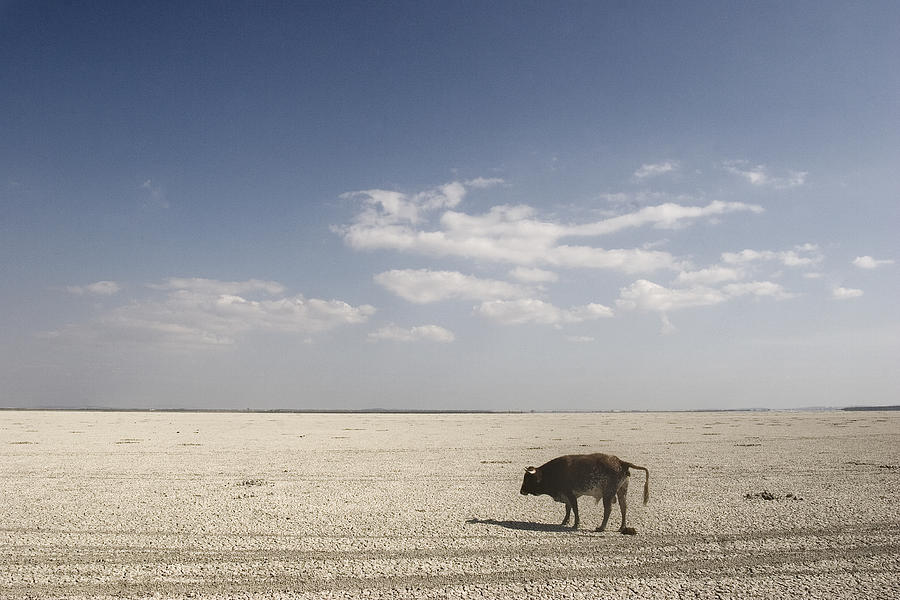 Cow looking for water on thn the dry marshes, Doñana National Park, Huelva Photograph by Silvia García