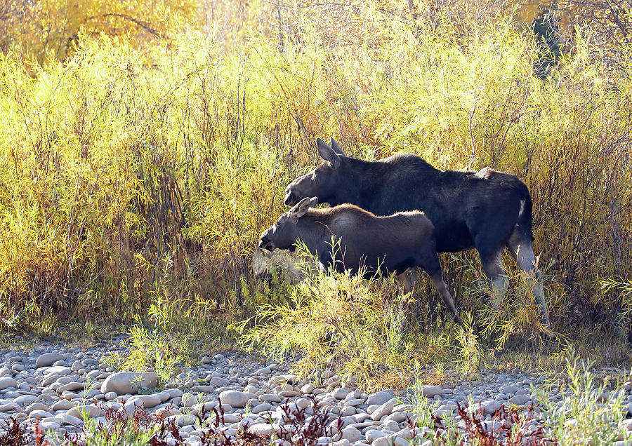 Cow Moose and calf in early morning Photograph by Jean Clark