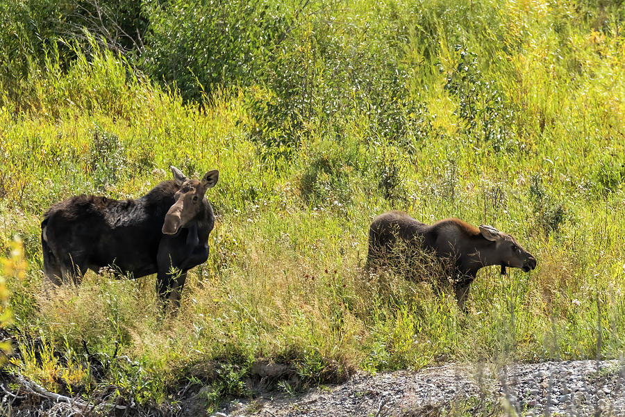 Cow Moose and Her Calf at Gros Ventre Photograph by Belinda Greb