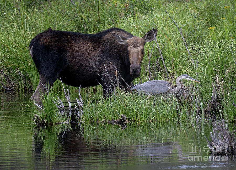 Cow Moose and Heron Photograph by Steven Krull