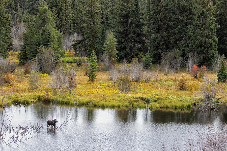 Cow Moose at Overlook Photograph by Belinda Greb