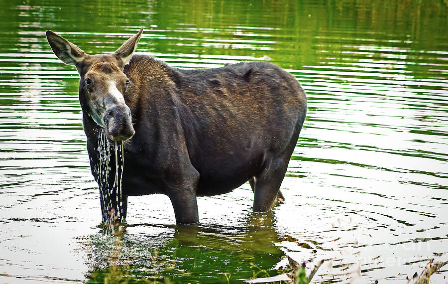 Cow Moose In A Pond Photograph by Robert Bales