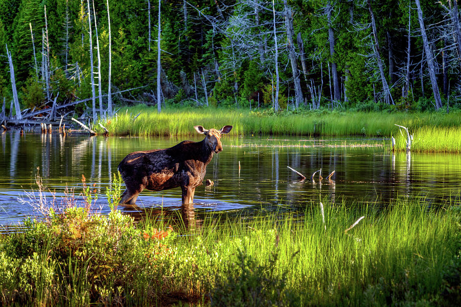 Moose in Baxter 34a5615 Photograph by Greg Hartford