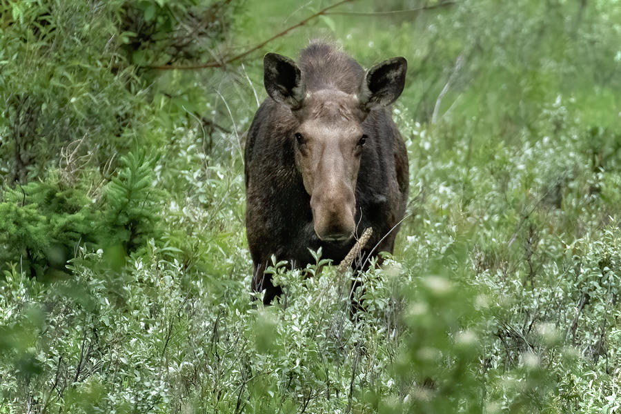 Cow Moose In Jackson Wyoming Photograph
