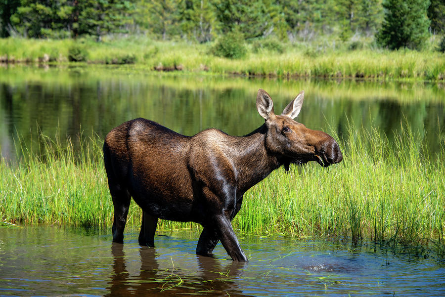 Cow Moose in Pond Photograph by Alicia Glassmeyer