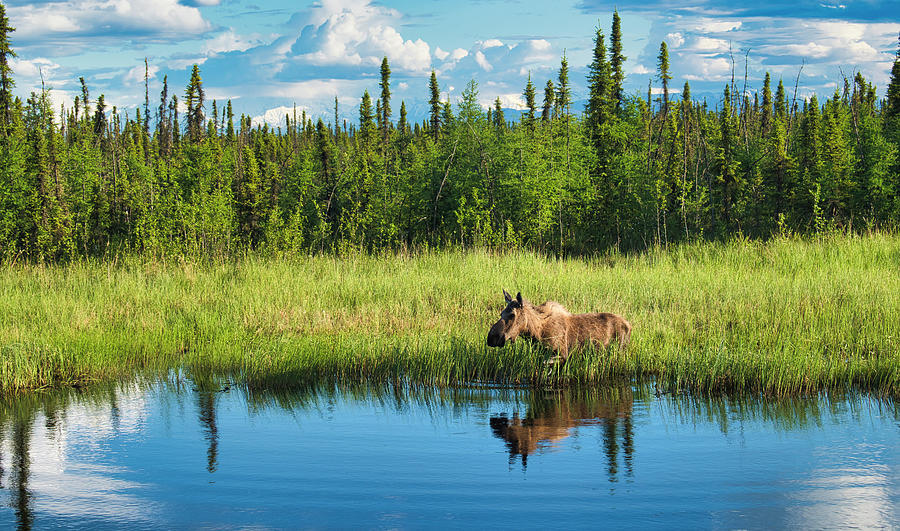 Cow Moose in Pond Photograph by Cathy Mahnke
