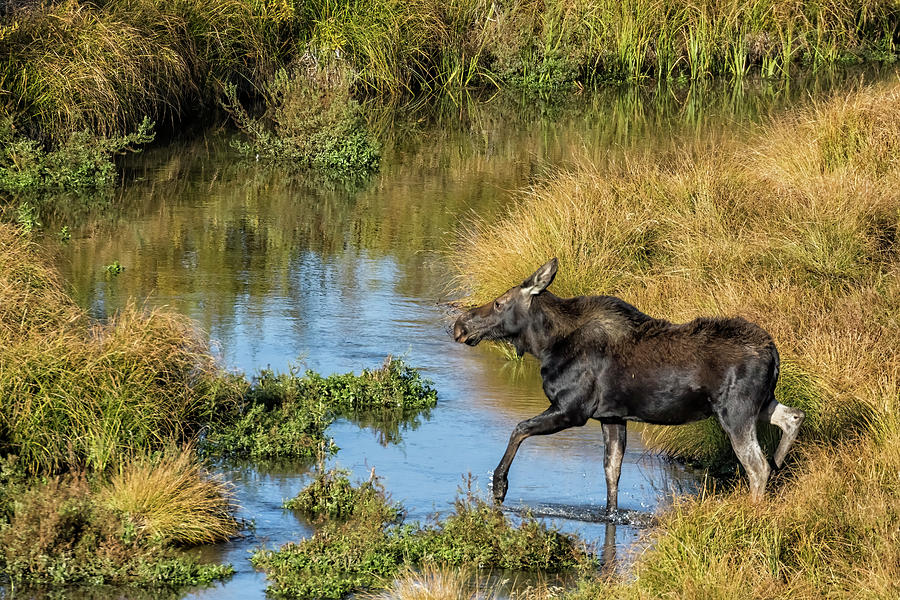 Cow Moose Moving Through a Creek Photograph by Belinda Greb