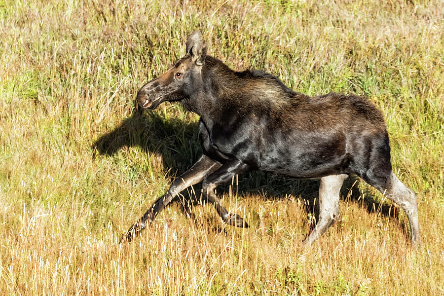 Cow Moose on the Run Photograph by Belinda Greb
