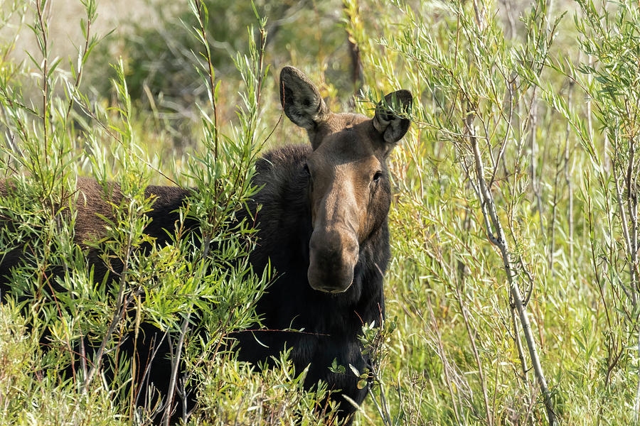 Cow Moose Playing Coy Photograph by Belinda Greb