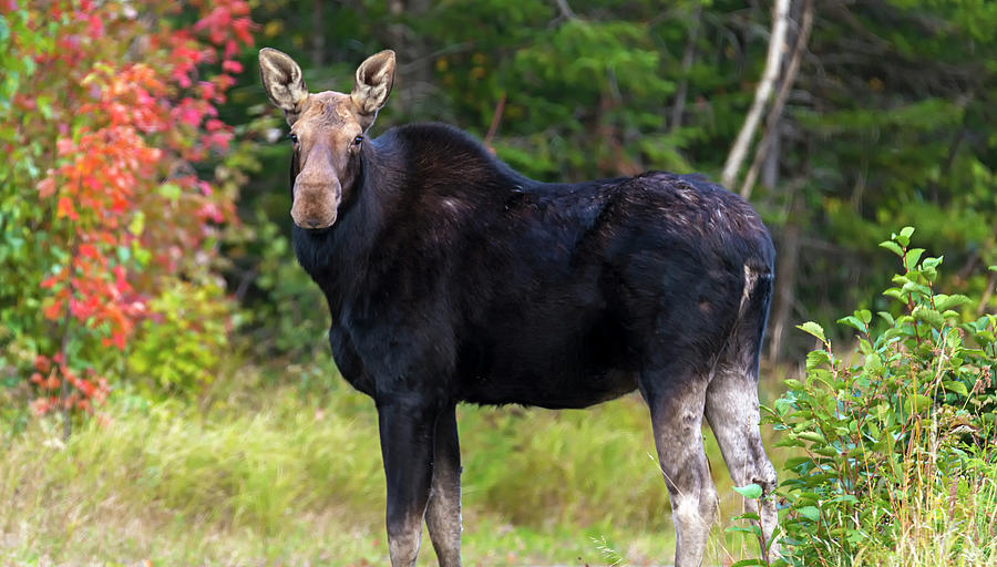 Cow Moose Photograph by Robert Libby