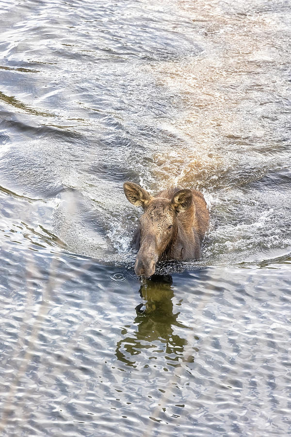 Cow Moose Swimming Photograph by Belinda Greb