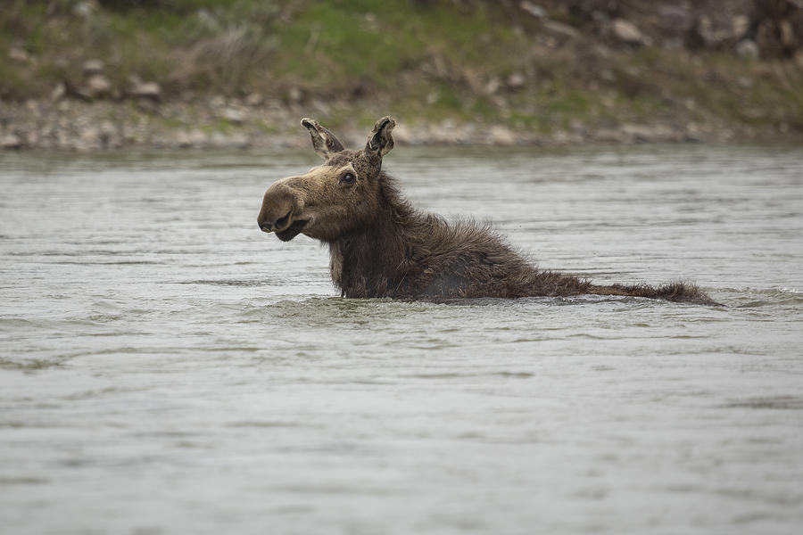 Cow Moose Swimming in River Photograph by Chase Dekker Wild-Life Images