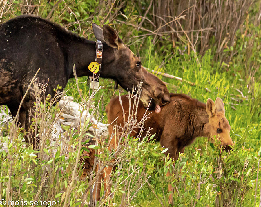 Cow Moose with Calf, Wilson, WY Photograph by Moris Senegor
