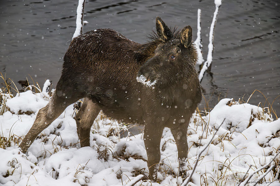 Cow Moose with Frosty Lips on a Cold Snowy Winter Day Photograph by ...