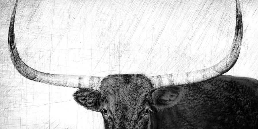 Cow Nine Longhon Cow textured photograph Photograph by Ann Powell