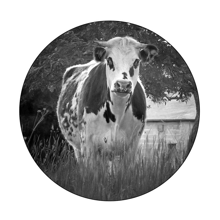 Cow - Normande - BW - Transparent Photograph by Nikolyn McDonald