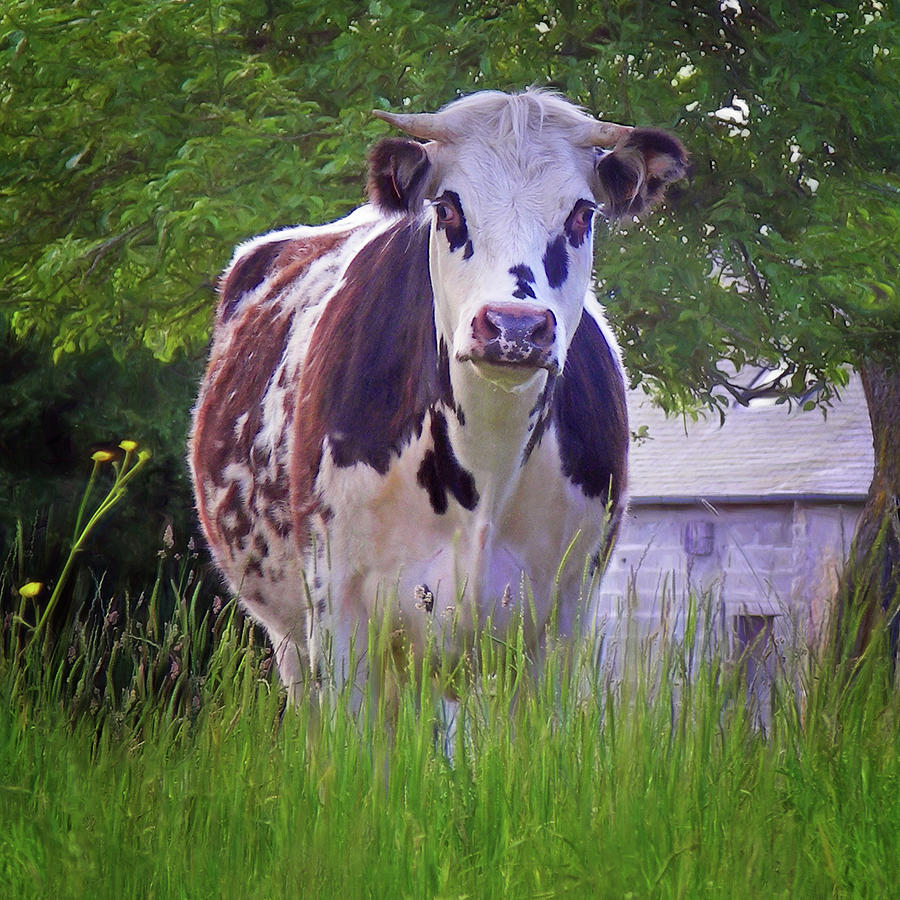 Cow - Normande Photograph by Nikolyn McDonald