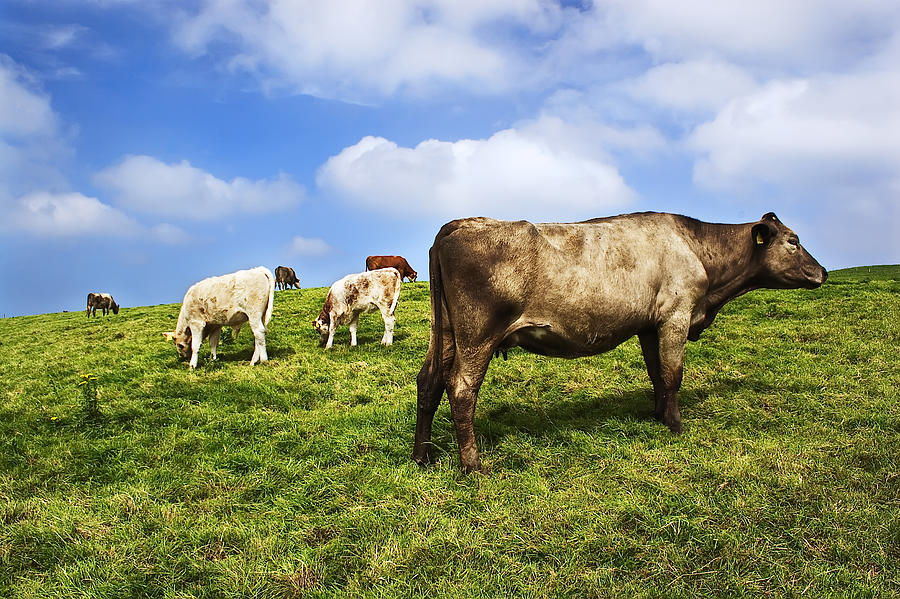 Cow of Ireland Photograph by Jorge Miguel Blázquez
