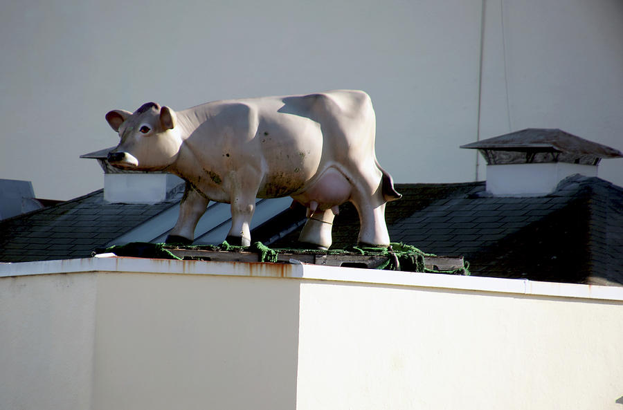 Cow on Roof Photograph by Michael Riley - Pixels