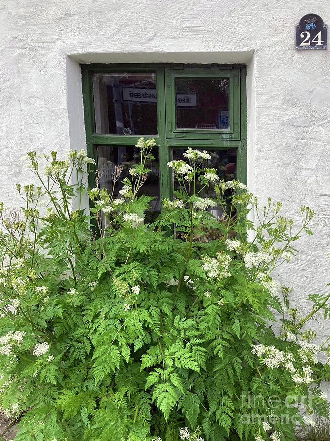 Cow Parsley at Number 24 Photograph by Phil Banks