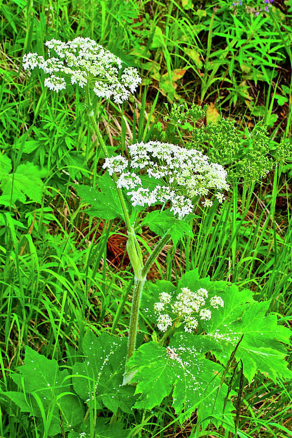 Cow Parsnip near LeHardy Rapids of the Yellowstone River in Yellowstone National Parl, Wyoming Photograph by Ruth Hager