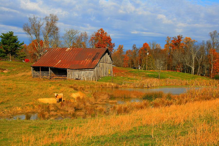 Cow Pond Photograph by Miles Stites - Fine Art America