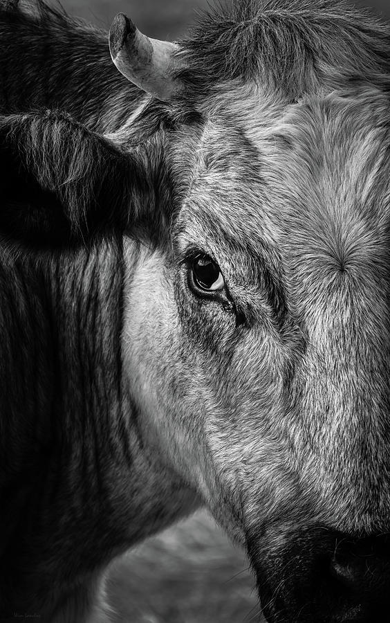 Cow Portrait Photograph by Wim Lanclus