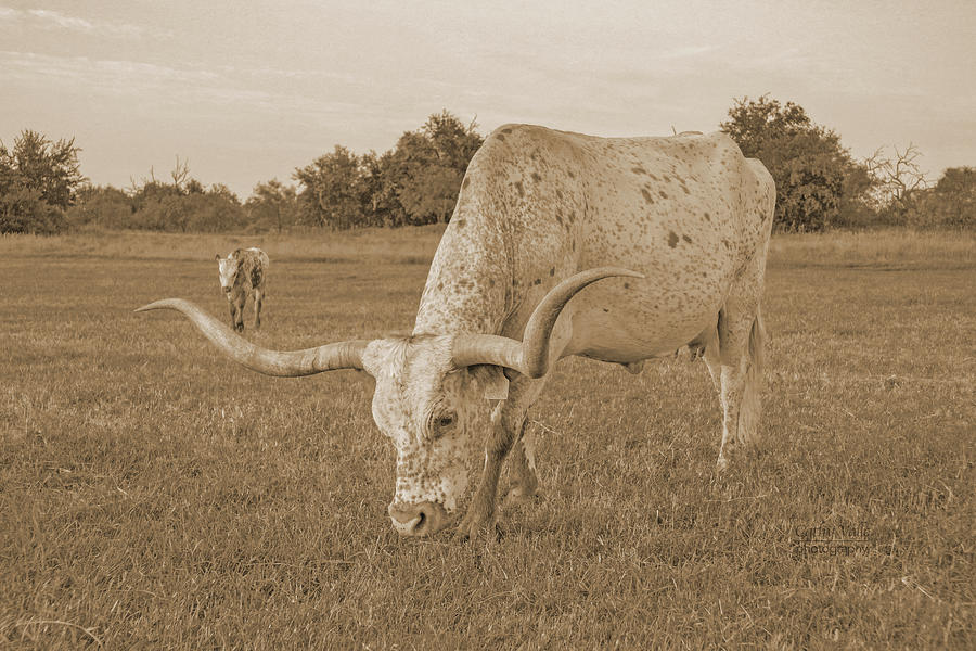 cow print in sepia of Lady Godiva longhorn cow with calf in background Photograph by Cathy Valle