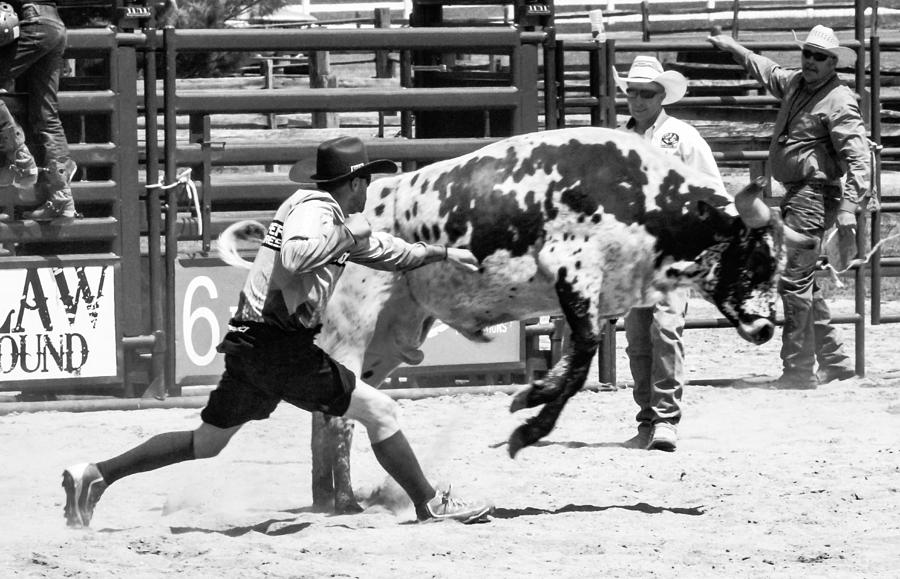 Cow Puncher, Literally Photograph by Addison Likins