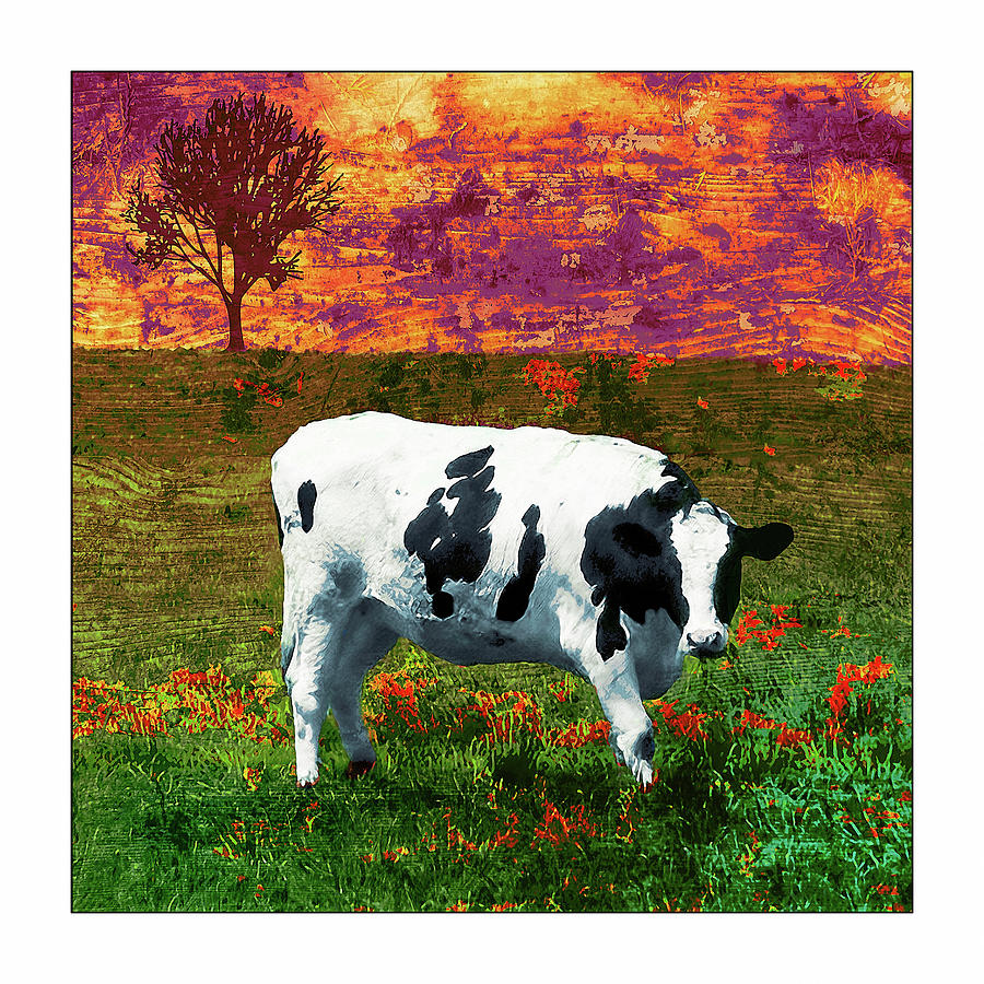 Cow Red Orange Photograph
