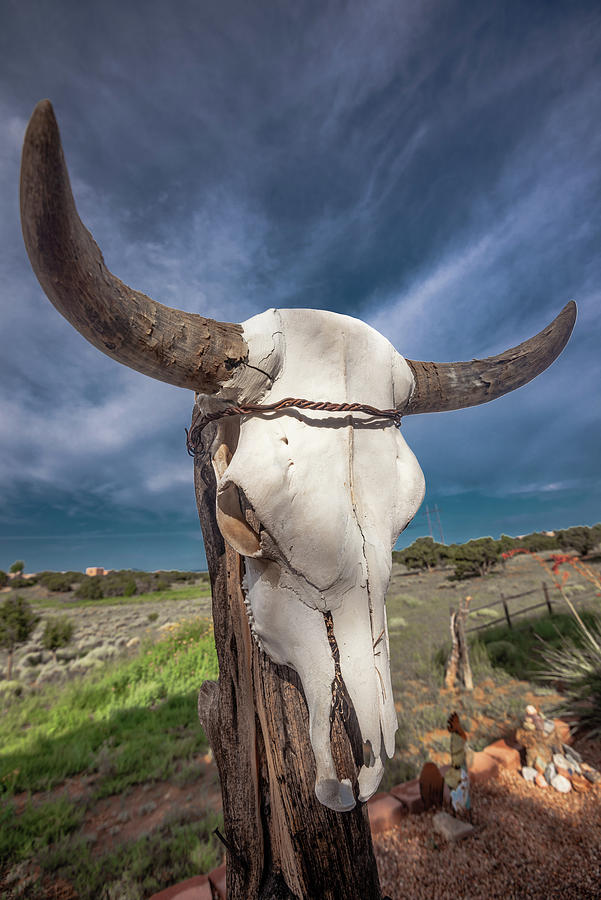 Cow Skull Photograph by Steven Ainsworth