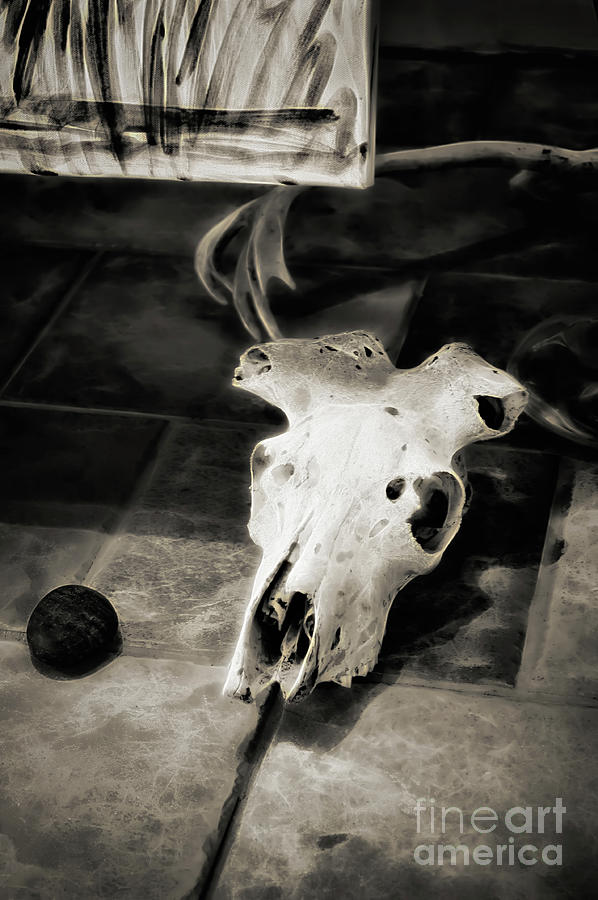 Cow Skull Two Photograph by Frances Ann Hattier
