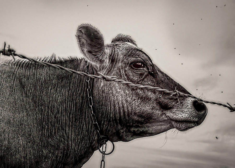 Cow With Flies Photograph by Bob Orsillo