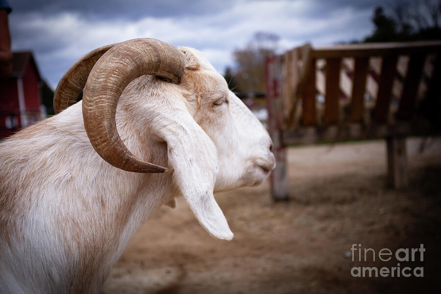 Goat Photograph - Cowabunga by Valerie Morrison