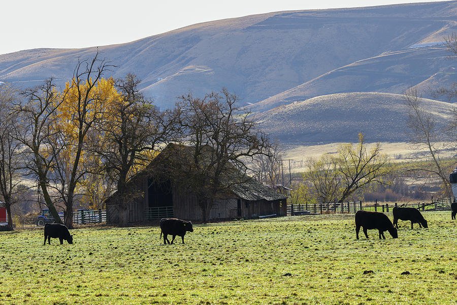 Cows And A Barn Photograph
