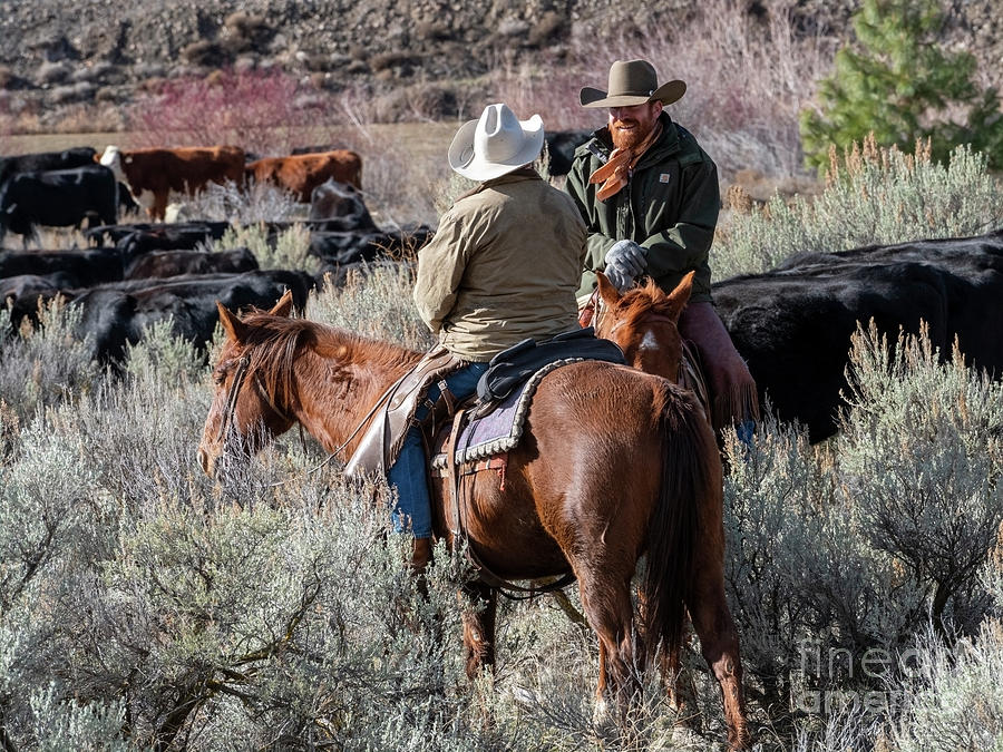 Cow Photograph - Cowboy Conference by Michael Dawson