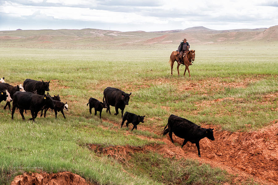 Cowboy Moving Cows Near Kaycee, Wyoming Photograph by Sam Sherman