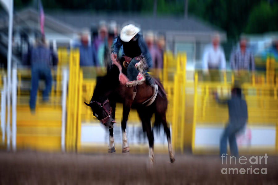 Cowboy Riding Bucking Bronco at Rodeo  Photograph by Lane Erickson