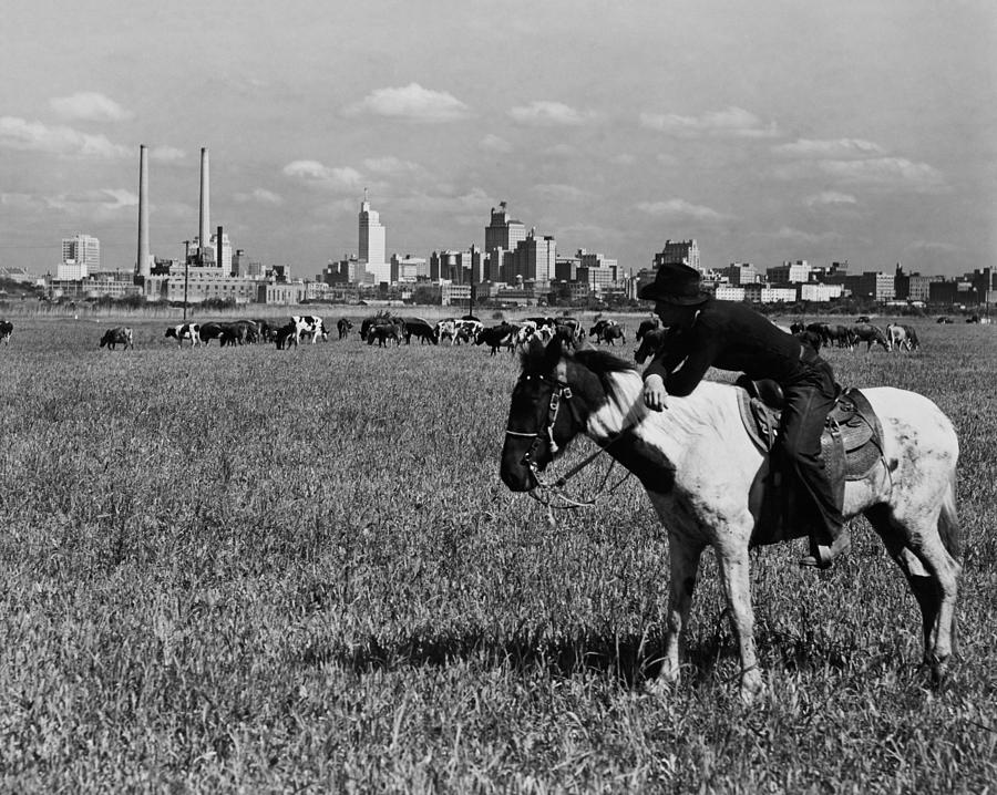 Cowboy Watching Over A Herd Of Cattle - Dallas Texas 1945 Photograph by War Is Hell Store