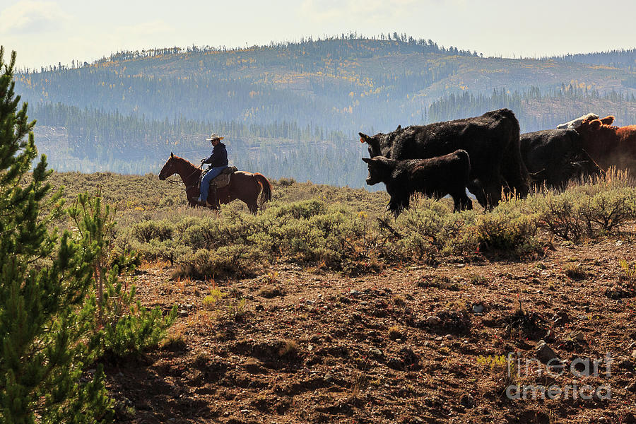 Cowboy with His Herd Photograph by Billy Bateman