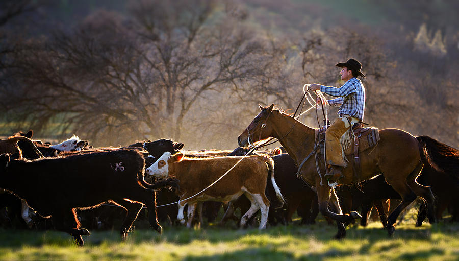 Cowboy with Lasso Herding Cattle in California Photograph by Vicki Jauron, Babylon and Beyond Photography