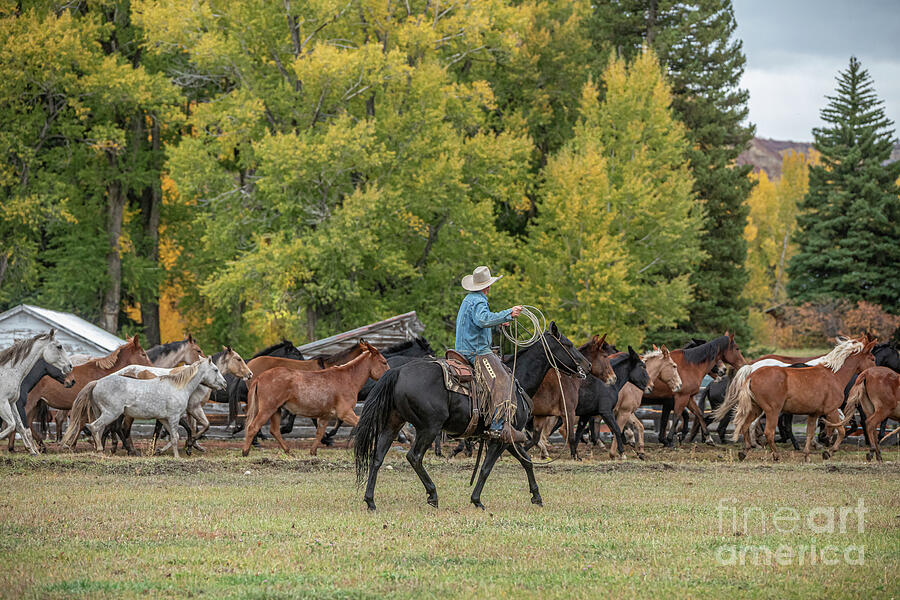 Cowboy working the herd in Colorado Photograph by JBKPhotoArt Cowboy working the herd in Colorado Photograph by JBKPhotoArt