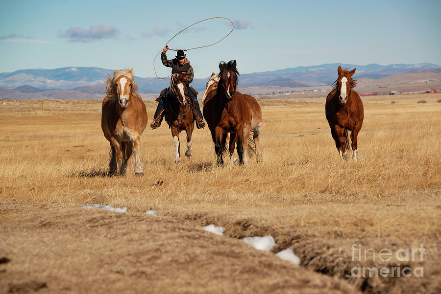 Cowboy wrangler riding and roping horses Photograph by Georgia Evans -  Pixels