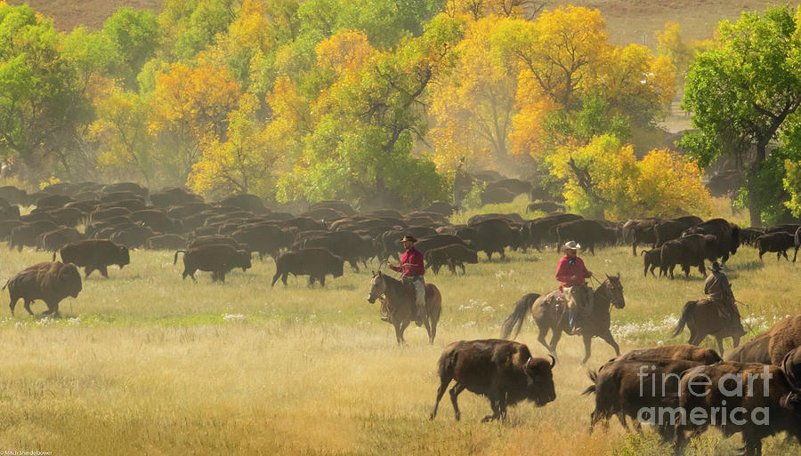 Cowboys And Buffalo Photograph