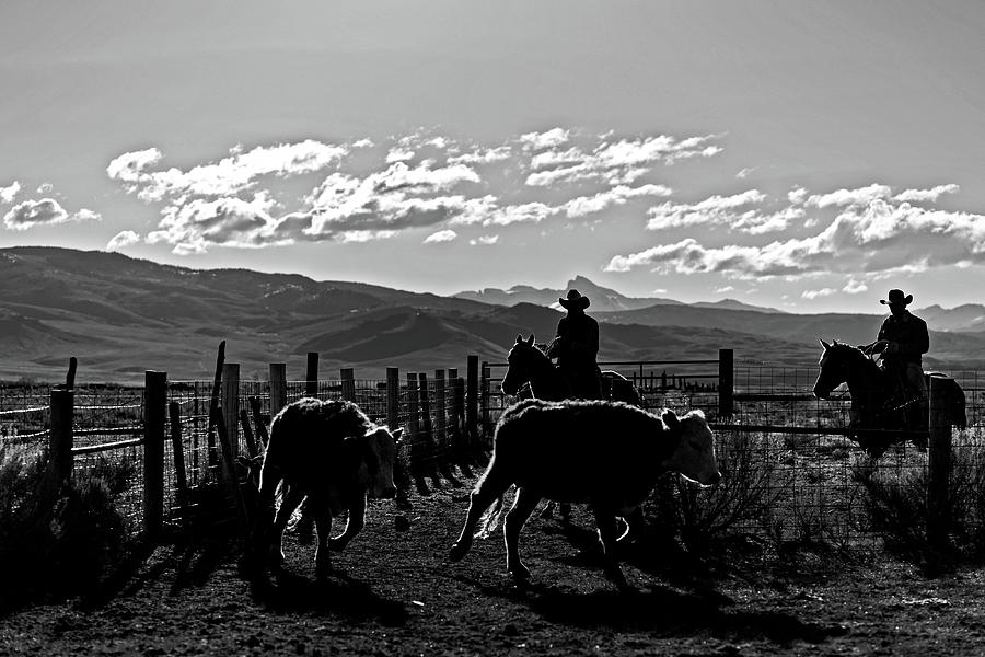 Cowboys gatthering cows  Photograph by Julieta Belmont