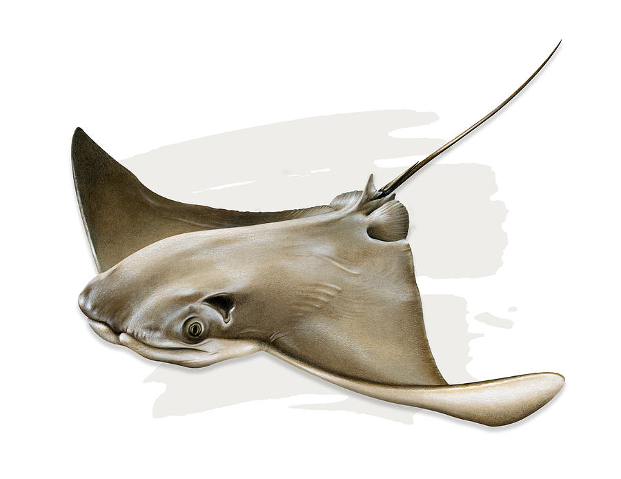 Cownose Ray Painting by Dawn Witherington - Fine Art America