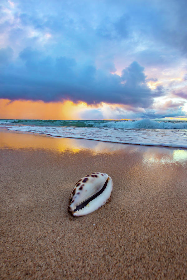 Shell Photograph - Cowrie Shell Pastels by Sean Davey